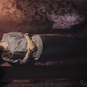 Illustration for article titled Sleep Paralysis Is Way Worse Than Any Nightmare in Horror Trailer iDead Awake/i